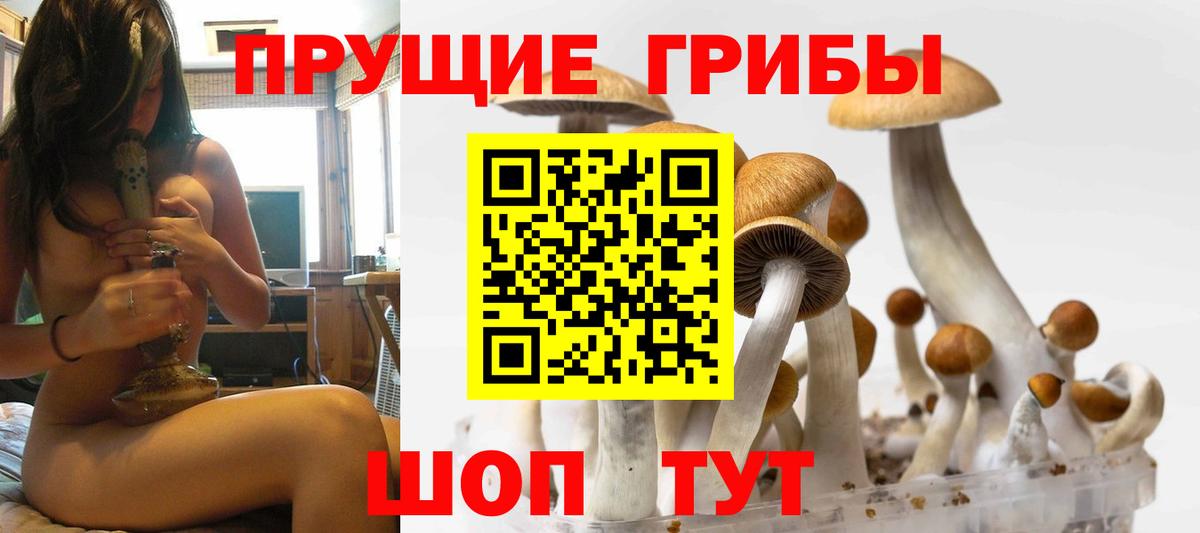 закладка  Вход с VPN  Новый Уренгой  Галлюциногенные грибы Cubensis 